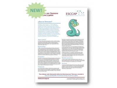 Toxocara fact sheet now available in Spanish