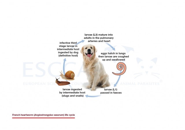 French heartworm (Angiostrongylus vasorum) life cycle