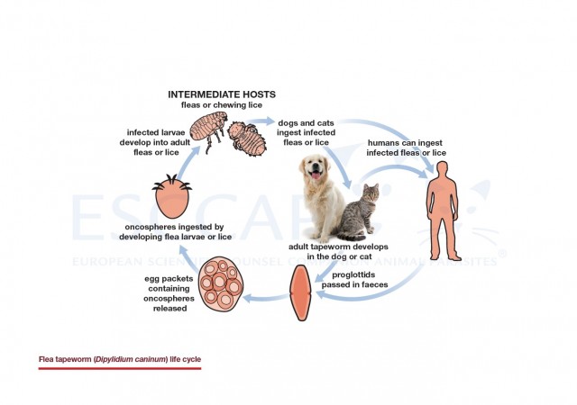 Flea tapeworm (Dipylidium caninum) life cycle
