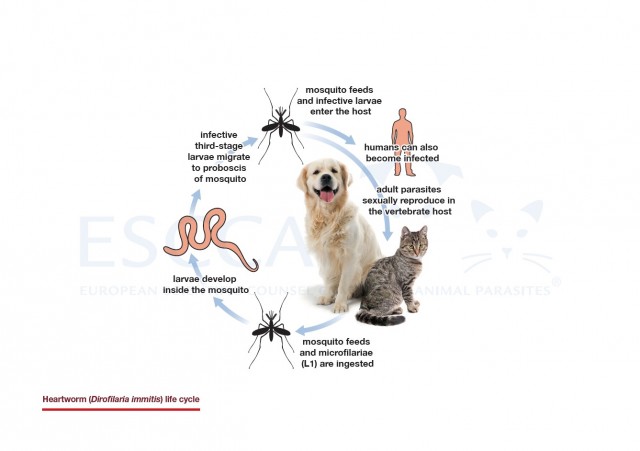 Heartworm (Dirofilaria immitis) life cycle