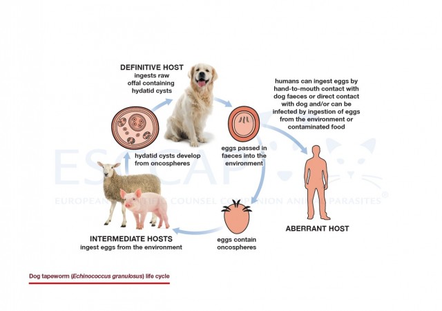 Dog tapeworm (Echinococcus granulosus) life cycle