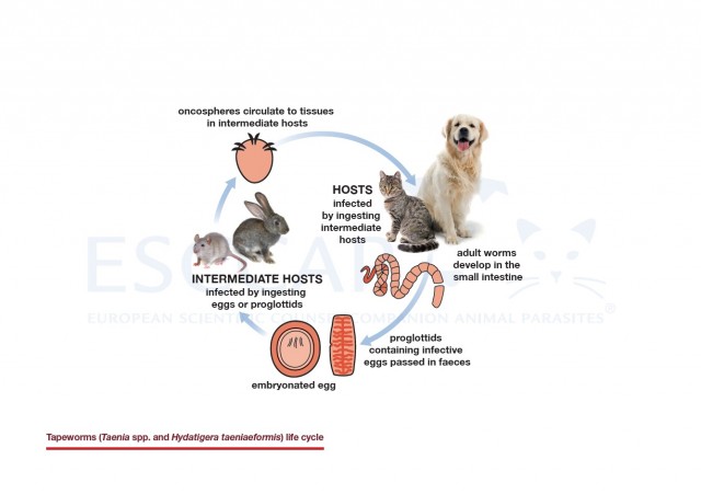 Tapeworms (Taenia spp. and Hydatigera taeniaeformis) life cycle