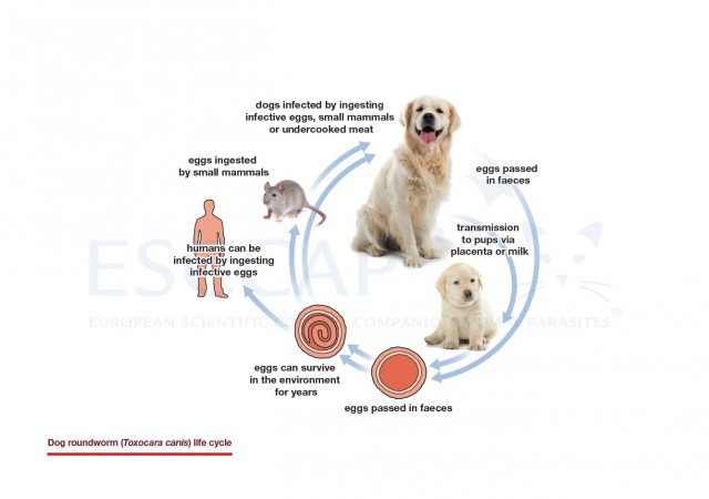 Dog roundworm (Toxocara canis) life cycle