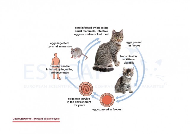 Cat roundworm (Toxocara cati) life cycle