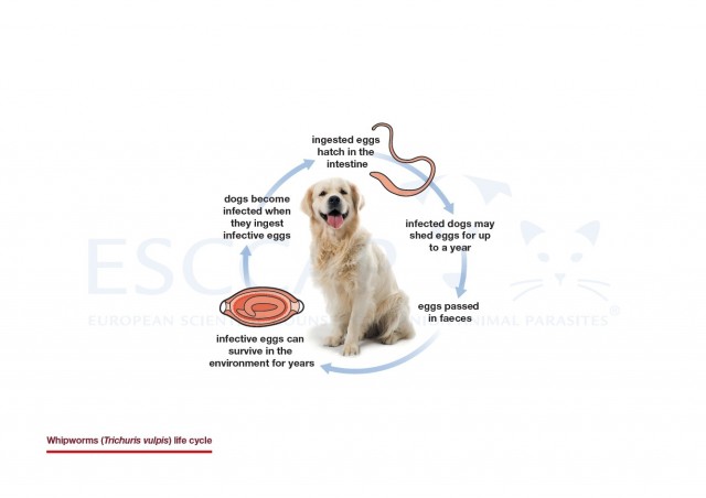 Whipworms (Trichuris vulpis) life cycle