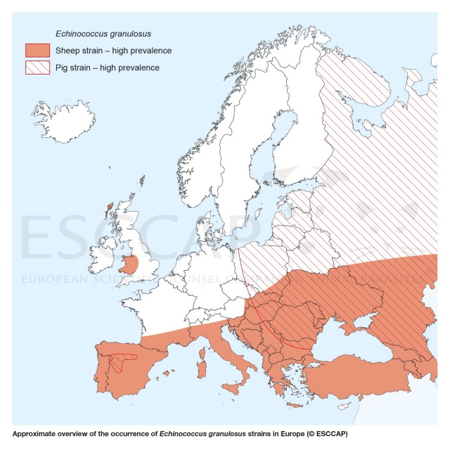 Approximate overview of the occurrence of Echinococcus granulosus strains in Europe (© ESCCAP)