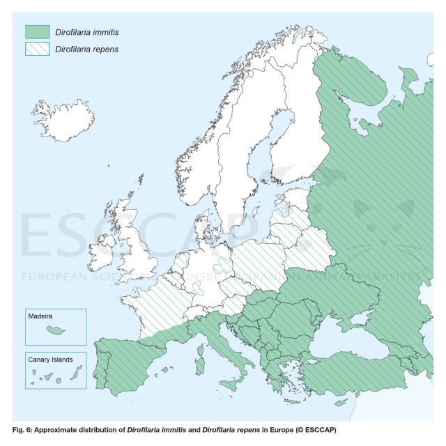 Fig. 2 Approximate distribution of Dirofilaria immitis and Dirofilaria repens in Europe (© ESCCAP)